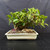 A studio-lit, high-resolution photograph features a Shohin-sized Green Island Ficus bonsai tree (catalog No. 19563) showcased against a solid dark grey backdrop. The miniature tree is planted in a shallow, rectangular Japanese ceramic pot with a smooth, off-white glazed finish. 

The ficus displays a thick, textured, multi-trunk structure that provides a sense of age and stability. From these sturdy trunks, a dense canopy of small, round, waxy, and vibrant green leaves grows outward, creating a lush, bushy appearance. The soil surface is covered with a coarse, granular bonsai mix consisting of various earth-toned pebbles and pumice. A small pink identification band is looped around one of the lower trunk branches on the left side. The tree is positioned on a dark, matte surface, which, combined with the dark background, makes the bright green foliage and cream-colored pot stand out prominently.