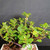 Close view of Green Island Ficus bonsai canopy with round green leaves, visible tiny fig fruit, branching structure, and pink identification tag.