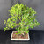 A large, established Tiger Bark Ficus bonsai tree, identified as item No. 19113, is showcased in a studio setting against a solid black background. The tree features a thick, textured trunk with a "gnarly" appearance, characteristic of an older specimen, and is ready for further styling. Its dense canopy is a vibrant mix of small, oval-shaped leaves, ranging from bright, lime green new growth to deep, glossy emerald green mature foliage. 

The bonsai's branch structure is well-developed, with several thin aerial roots extending downwards from the lower branches to meet the soil. At the base, thick surface roots are visible, providing a sense of stability and age. The tree is planted in a shallow, rectangular white ceramic pot filled with a coarse, reddish-brown bonsai soil mix of gravel and lava rock. A small pink identification tag is visible near the base of the trunk. The entire arrangement rests on a dark, slightly reflective surface, making the lush green of the foliage stand out prominently.