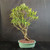 Imported Tiger Bark Ficus bonsai in an 11 inch Japanese glazed ceramic pot, showing tall upright branching, sparse tropical foliage, and a textured trunk ready for styling.