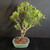 Angled top view of Tiger Bark Ficus bonsai showing open branching structure, oval green leaves, trunk base, and Japanese glazed ceramic pot.