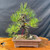 A meticulously styled Japanese Black Pine bonsai tree sits center stage against a dark, textured fabric backdrop. This one-of-a-kind specimen is characterized by a thick, aged trunk featuring rugged, corky bark and strong trunk movement that twists gracefully as it rises. 

Vibrant green pine needles grow in dense, healthy clusters, forming a layered, pyramidal silhouette. Visible coils of brown styling wire are wrapped around several branches, demonstrating the bonsai techniques used to shape its artistic form. The tree is planted in a simple, rectangular, unglazed reddish-brown clay pot filled with a coarse, gritty soil mix. It rests on a polished, natural wood slab with an organic, wavy edge, emphasizing the traditional and artistic nature of this miniature tree. A small yellow identification tag is tucked among the branches near the center.