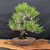 35 year old pot grown Japanese Black Pine bonsai, No. 15359