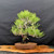 35 year old pot grown Japanese Black Pine bonsai in an unglazed pot