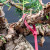 Close-up of the trunk and wired branches on the Shimpaku Kishu Juniper