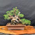 Shimpaku Kishu juniper bonsai with a thick twisted trunk, on a wood slab