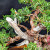 Close-up of the copper wiring styling on the Shimpaku Kishu Juniper