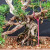 Close-up of the styled Shimpaku Kishu Juniper bonsai on black