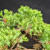 This close-up photograph showcases the intricate foliage and structural training of a Japanese Garden Juniper bonsai (Juniperus procumbens 'Nana') from Gerald Rainville. The image focuses on the upper canopy, where dense clusters of vibrant, light-green, needle-like leaves grow in tight, star-shaped patterns. The sharp needles create a textured, prickly appearance characteristic of this species. 

Several light-brown branches are visible, meticulously wrapped with copper-colored bonsai training wire to guide their growth into a desired artistic shape. Hints of older, brownish-orange needles are interspersed within the interior of the branches, adding natural depth and color contrast. The entire tree is set against a solid, dark-charcoal background, which makes the bright green foliage pop and highlights the fine details of the needles and the careful wiring technique used to style this specimen. This detailed view captures the artistry and health of a professionally cultivated bonsai tree.