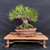 A detailed studio photograph of a 35-year-old Japanese Black Pine bonsai tree, expertly styled and showcased in a unique, hand-crafted Paul Olson unglazed ceramic pot. The tree features a thick, ruggedly textured trunk that conveys a sense of ancient strength, with a powerful network of surface roots, or nebari, spreading across the soil. Dense clusters of vibrant, long green needles form a well-defined, rounded canopy, with fine training wires subtly visible along the branches to maintain its artistic shape. 

The Paul Olson pot is made of earthy, reddish-brown clay with an organic, irregular texture that complements the tree's natural aesthetic. A small black plastic fertilizer basket sits on the surface of the soil, and a thin pink training wire is tied around the lower trunk. The entire bonsai arrangement is displayed on a light-colored wooden stand with decorative curved legs and a dark, wavy resin inlay across its surface. The composition is set against a solid matte black background, which makes the intricate details and deep green foliage of the bonsai stand out sharply.