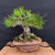 A 35-year-old Japanese Black Pine bonsai (Pinus thunbergii) is presented against a solid black background. The tree features a massive, powerful trunk with deeply textured, corky grey bark that transitions into a wide, dramatic root flare (nebari) partially covered in vibrant green moss. The foliage consists of dense, bright green needles arranged in several distinct pads, with thin copper training wire visible along the branches for styling. 

A small pink plastic identification tag is attached to one of the primary lower branches. The bonsai is planted in a shallow, unglazed reddish-brown ceramic pot by Paul Olson, which features a decorative scalloped bottom. Small black plastic fertilizer baskets are tucked into the granular bonsai soil at the base of the tree. The entire arrangement sits on a polished wooden display stand with a dark resin "river" inlay snaking across the surface.