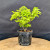 Jacqueline Hillier Elm – Slow-Growing, Beginner-Friendly Bonsai