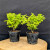 Pair of Jacqueline Hillier elms showing their dense upright growth