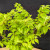 Close-up of the Jacqueline Hillier elm's small serrated leaves
