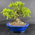 A mature Willow Leaf Ficus bonsai tree, identified as item number 19166, is showcased against a dark grey background. The tree features a remarkably thick and textured trunk with an expansive 8-inch nebari, or surface root flare, that anchors the tree into a mixture of red and grey volcanic soil. Its dense canopy is composed of slender, lance-shaped green leaves typical of the Ficus salicaria species, arranged in full, healthy foliage pads. The bonsai is planted in a striking vintage Yixing ceramic pot, which boasts a deep cobalt blue glaze and a decorative scalloped rim. A small red identification tag hangs from one of the lower branches, highlighting its status as a unique specimen.