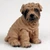 Miniature brown Shar Pei figurine with the breed's deep skin folds