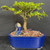 A lush green bonsai tree with a textured trunk and a dense canopy of small leaves is planted in a vibrant, cobalt blue glazed ceramic pot. Sitting peacefully at the base of the tree on a bed of reddish-brown granular bonsai soil is a miniature Chinese figurine of an elderly man. The figurine, which is the "Man with a Staff in a Blue Coat" (model F-029), is dressed in a flowing blue robe that matches the color of the pot and wears a wide-brimmed straw hat while holding a long staff. The overall scene creates a miniature tray landscape or penjing, set against a plain dark background that makes the bright colors of the plant and ceramic pieces stand out.