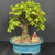 An established Portulacaria afra, or Dwarf Jade bonsai tree, with a thick, textured trunk and a lush, rounded canopy of small, vibrant green succulent leaves. The tree is planted in an oval, turquoise-blue glazed ceramic pot with a horizontal ridge, filled with a multi-colored gravel top dressing. 

Placed at the base of the tree's trunk is a small, hand-painted Chinese figurine of a woman in traditional attire, featuring a red robe and white skirt. She is sitting on a small rug while playing a koto harp, a traditional horizontal stringed instrument. The entire composition is set against a solid dark gray background, which makes the bright greens of the foliage and the blue of the pot stand out.