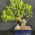 Ficus Ginseng bonsai in a deep blue rectangular pot with the figurine