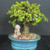 Mature Dwarf Jade bonsai with an aged trunk and the mudman figurine