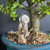 Unglazed figurine of an elderly man with a staff beside a jade bonsai