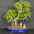 A lush Schefflera arboricola (Dwarf Umbrella Tree) bonsai tree with vibrant green palmate leaves and intricate aerial roots that reach down into the reddish-brown lava rock soil. The tree is housed in an oval, glazed cobalt blue ceramic bonsai pot. Placed as a decorative element under the sprawling canopy are the 'Chinese Figurine - Two Men Reading and Talking No. 070.' These small ceramic figurines, dressed in traditional tan robes, depict one man standing with a scroll and another sitting nearby, creating a serene scholarly scene within the miniature landscape. The entire composition is set against a dark charcoal grey background.