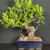 A vibrant bonsai tree, possibly a Ginseng Ficus, is showcased in a rectangular navy blue glazed ceramic pot against a dark, neutral background. The tree features a thick, gnarled grey trunk with winding aerial roots and a lush canopy of bright green, oval-shaped leaves that lean gracefully to the left. Nestled at the base of the trunk on a bed of reddish-brown and white lava rock soil is a small, glazed Chinese figurine. This figurine, an accent piece from Bonsai Outlet, depicts a man in a blue robe sitting serenely in front of three small vases. The 'Chinese Figurine Man Sitting with Vases' serves as a peaceful focal point, enhancing the miniature landscape scene. The overall composition highlights the traditional art of bonsai paired with decorative accents to create a meticulously crafted and tranquil indoor garden display.