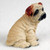 A detailed miniature figurine of a cream-colored Shar-Pei puppy, designed as a decorative accessory for a bonsai tree arrangement. The puppy is captured in a sitting position, facing slightly toward the right. The figurine prominently features the breed's signature deep skin folds and heavy wrinkles covering its entire body, from its neck down to its paws. The primary color of the figurine is a soft cream beige, accented by a dark black muzzle and black shading around its small, dark eyes. Its characteristic small, folded ears are painted in a contrasting reddish-brown tone. The puppy's short, thick tail is curled slightly at the base of its back, and tiny black nails are visible on its front paws. The entire figurine is set against a plain, off-white, textured background, highlighting its hand-painted details.