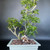 Dwarf Umbrella Tree bonsai in a light rectangular pot on charcoal