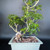 A vibrant Schefflera bonsai tree, also known as a Dwarf Umbrella Tree, flourishes in a light grey rectangular ceramic pot. The tree's multi-stemmed structure features light-colored, twisting branches adorned with clusters of glossy green palmate leaves. At the base of the tree sits a miniature Chinese mud man figurine, a traditional bonsai decoration. The figurine portrays an old man with a flowing white beard and hair, wearing a simple tan robe and a white textured cape. He is calmly seated on a dark, craggy rock, holding a long, thin fishing pole with a line dangling down. The soil surface is meticulously covered with a decorative mix of red and black pebbles. The entire composition is set against a stark, dark grey background, emphasizing the peaceful and artistic nature of the miniature garden.
