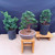 A high-quality image showcasing three Hinoki Cypress bonsai trees at different stages of their artistic development, set against a dark blue background. This visual illustrates the transformation from raw nursery stock to a refined, styled bonsai, which is the core experience of a Hinoki Cypress bonsai kit. 

On the far left, a lush and full Hinoki Cypress is shown in a tall black plastic nursery pot, representing the plant's natural, unstyled state. In the center, the most developed tree is showcased in a shallow, oval, grey ceramic bonsai pot perched atop a tall, light-wood display stand. This tree features a thick, tapered trunk with textured bark and visible surface roots (nebari). Its branches have been carefully positioned with training wire and pruned to create a balanced, triangular silhouette with dense, fan-shaped evergreen foliage. To the right, a third Hinoki Cypress sits in a nursery pot on a low wooden platform, shown in an intermediate stage where the initial wiring and structural pruning have begun. The arrangement highlights the beauty of the species' soft, deep green needles and its suitability for various bonsai styles.