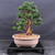 A professionally styled Hinoki Cypress bonsai tree (Chamaecyparis obtusa) is presented in an informal upright style against a neutral dark gray background. The tree features a thick, textured, reddish-brown trunk that tapers as it rises, with visible dark bonsai training wire used to carefully position the branches. Its vibrant green foliage is characteristic of the Hinoki Cypress, with dense, scale-like leaves arranged in delicate, fan-shaped clouds that create distinct horizontal layers.

At the base of the tree, a strong root flare, or nebari, is visible, giving the miniature tree a sense of age and stability. It is planted in a classic, unglazed, oval-shaped brown ceramic pot filled with a granular bonsai soil mix. The entire arrangement sits upon a sleek, black rectangular wooden display stand, highlighting the intricate detail and artistic form of the tree. This image exemplifies the refined beauty of a Hinoki Cypress, making it a centerpiece for a bonsai collection.
