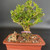 A detailed view of a miniature indoor landscape featuring a lush bonsai tree and a traditional Chinese figurine. The bonsai tree, showing characteristics of a boxwood, boasts a thick, aged trunk with deeply furrowed bark and a dense, rounded canopy of small, vibrant green leaves interspersed with tiny yellow flower buds. A thin pink plastic band is visible around the base of the trunk. Tucked into the soil beside the tree sits a small, earth-toned clay figurine representing a woman with a basket of flowers, a classic mud-man style bonsai accessory that adds a sense of scale and storytelling to the arrangement. The figurine is meticulously detailed, showing her seated peacefully on the granular substrate made of red lava rock and grey pumice. The entire scene is housed in a classic rectangular terracotta-colored ceramic bonsai pot, presented against a neutral dark grey background that emphasizes the organic textures and vibrant colors of the living tree and its decorative accents.