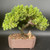 A lush green Juniper Procumbens Nana bonsai tree is presented in a rectangular, unglazed brown ceramic pot with rounded corners. The bonsai features a thick, textured trunk that curves gracefully to the right, supporting a dense, expansive canopy of vibrant green needle-like foliage shaped into a soft, rounded mound. 

On the surface of the multicolored, gritty bonsai soil, a small, hand-painted Chinese figurine of a woman stands near the base of the trunk. The figurine, a traditional mudman-style decorative element, is dressed in a long, tan-colored robe and is shown holding a delicate pink flower. A thin pink rubber band is visible around one of the primary branches near the trunk, likely used for shaping or identification. The entire composition is set against a neutral, dark gray gradient background, highlighting the intricate textures of the tree's bark and the detailed craftsmanship of the ceramic figurine.