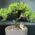 Japanese Juniper bonsai with a dense green canopy and mudman figurine