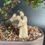 A small, tan-colored ceramic figurine of a man standing in a traditional Chinese pose is the focal point of this bonsai arrangement. The man is dressed in a long, flowing robe with wide sleeves and wears a dark cap adorned with a single white dot. He appears to be holding a small musical instrument or scroll in his raised hands. The figurine is nestled among a bed of various small, earth-toned pebbles within a low-profile brown ceramic bonsai pot. To the left, the thick, knobby, and weathered trunk of a bonsai tree rises, its dark bark contrasting with the light color of the figurine. In the background, sprigs of vibrant green needle-like foliage frame the scene, set against a dark, neutral backdrop. This Chinese figurine acts as a decorative element, creating a sense of scale and a peaceful atmosphere within the miniature indoor garden.