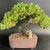 A detailed photograph of a mature juniper bonsai tree, its dense, vibrant green foliage shaped into a wide, gracefully arching canopy. The tree features a textured, dark brown trunk that curves upwards from a rectangular, unglazed reddish-brown ceramic pot. The pot is filled with a gritty, multi-colored bonsai soil mix consisting of small pebbles in shades of brown, tan, and white. 

Nestled on the soil surface at the base of the trunk is a small, light-colored ceramic Chinese figurine of a man (model f-035). The figurine is dressed in traditional flowing robes and a tall scholar's hat, lending a sense of scale and a peaceful narrative to the miniature landscape. A faint pink rubber band is wrapped around one of the right-hand branches, likely used for training the tree's growth. The entire arrangement is set against a clean, solid dark gray background, highlighting the intricate details of the bonsai tree and the decorative figurine.