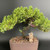 A lush, green juniper bonsai tree is showcased in a shallow, rectangular unglazed brown ceramic pot. The tree features a thick, textured trunk with a graceful curve and a dense, sprawling canopy of vibrant green needle-like foliage. On the surface of the multi-colored pebble soil, a small, unglazed ceramic figurine of a standing Chinese man in a traditional robe and hat is placed next to the trunk, adding a sense of serene scale and storytelling to the arrangement. A thin pink band is visible around the main branches, used for training the tree's shape. The entire composition is set against a dark gray studio background, highlighting the intricate details of the miniature tree and its decorative ceramic accent.