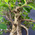 A detailed close-up of an Imported Tiger Bark Ficus (Ficus microcarpa) bonsai tree, showcasing its signature textured trunk and vibrant foliage. The thick, gnarled trunk features the species' namesake "tiger-like" bark pattern, consisting of rough gray bark with prominent horizontal white striations. Several sturdy branches extend from the central trunk, densely populated with small, oval-shaped, glossy green leaves that indicate a healthy, well-maintained tree. Near the bottom of the frame, thin aerial roots are visible, wrapping around the base to create a sense of ancient, miniature character. The plant is set against a neutral, dark gray background that emphasizes the intricate details of the bark and the bright color of the leaves.