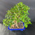 A vibrant imported Tiger Bark Ficus bonsai tree is the centerpiece, planted in a shallow, rectangular blue glazed ceramic pot with ornate feet. The tree features a thick, bulbous trunk base with the species' signature 'tiger bark' texture—horizontal white markings on a greyish-brown bark. Multiple aerial roots extend from the upper branches, trailing down and clinging to the main trunk, adding complex visual interest. The dense, well-manicured canopy consists of small, oval, glossy green leaves that are covered in fine water droplets, suggesting recent misting. The bonsai is set in a gritty soil substrate of various colored stones. A plain, dark grey background provides a sharp contrast, making the rich green foliage and the bright blue of the pot stand out.