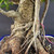 A detailed, close-up view focusing on the intricate trunk and aerial root system of a Tiger Bark Ficus (Ficus microcarpa) bonsai tree. The main trunk displays the characteristic "tiger bark" texture, with its light beige bark surface marked by darker, horizontal spots and ridges. A complex network of thick, winding aerial roots drapes over and around the trunk, with many smaller roots beginning to fuse with the main body, creating a powerful and ancient-looking nebari (root flare). The tree is planted in a shallow, dark blue glazed bonsai pot filled with a gritty, well-draining substrate of various-sized lava rock and pumice. A single pink zip tie is visible on the right side, used to train and position a thick aerial root. In the upper left corner, several small, glossy green leaves are visible. The entire subject is set against a solid, neutral dark gray background that highlights the rugged textures and organic forms of the bonsai.