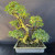 Old Imported Tiger Bark Ficus with Nebari (No. 19159)