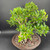 Slightly elevated front-angle view of a large imported Tiger Bark Ficus bonsai in an unglazed round Yixing ceramic pot, emphasizing the commanding size, broad canopy, and strong root-over-base character.