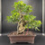 Front view of a large imported Tiger Bark Ficus bonsai in a show quality rectangular Yixing ceramic pot, showing a massive textured trunk, strong surface roots, and a broad mature canopy against a dark background.