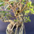A detailed close-up shot of a Tiger Bark Ficus bonsai tree, showcasing its unique growth patterns. The image focuses on the mid-section of the tree, where the thick, greyish-brown trunk, characterized by a bumpy and textured "tiger bark" appearance, splits into several branches. Numerous thin, light-colored aerial roots hang vertically from the branches and the upper part of the trunk, some of which have begun to thicken and merge with the main structure. Small, bright green, oval-shaped leaves with a glossy finish are densely packed on the thinner, outer branches. The entire tree is set against a solid, dark, neutral-toned background, with soft lighting that highlights the intricate textures of the bark and the delicate details of the foliage and roots.