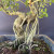 A detailed close-up shot of a Tiger Bark Ficus bonsai tree, specifically highlighting its impressive aerial roots. Several thin, pale grey air roots descend vertically from a thick horizontal branch, anchoring themselves into the dark, moss-covered soil. The main trunk of the bonsai is stout and gnarled, featuring a dramatic curve and the distinctive mottled texture that gives the Tiger Bark Ficus its name. Small, glossy green leaves are scattered across the upper branches, adding a touch of vibrant color. The tree is centered in a shallow, rectangular bonsai pot, set against a solid dark grey background that makes the intricate details of the bark and root system stand out.