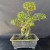 A mature Tiger Bark Ficus bonsai tree is showcased against a minimalist, dark gray background. The tree is planted in a sturdy, rectangular, unglazed gray ceramic pot with a slightly flared lip and small feet at the base. 

The most striking feature of this bonsai is its intricate network of aerial roots, also known as air roots, which descend like thin, vertical pillars from the upper branches and thick central trunk into the dark soil. This creates a dramatic "banyan style" appearance, characteristic of the species. The main trunk is thick and textured, displaying the species' namesake "tiger bark" pattern—a series of light-colored, horizontal lenticels that contrast against the darker, weathered bark. 

The tree's canopy is meticulously groomed into three distinct levels of vibrant green foliage. A large, rounded cloud of small, glossy, oval-shaped leaves sits at the apex, while two smaller, horizontally-oriented foliage pads extend to the left and right from the mid-section of the trunk. This tiered pruning gives the bonsai a balanced, tiered silhouette that emphasizes its mature, aged aesthetic. The overall composition highlights the sculptural quality of the aerial roots and the lush, dense growth of the Ficus leaves.