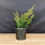 Young juniper pre-bonsai with dense green foliage and reddish brown stems