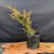 A small juniper pre-bonsai plant with needle-like foliage in shades of green and golden yellow. The plant, which leans to the left, is housed in a standard black plastic nursery container. It sits on a live-edge wooden board with a polished finish, set against a dark, neutral fabric background. This image highlights the raw material used for creating a juniper bonsai tree.