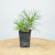 Japanese Black Pine seedling with two branches of long dark green needles